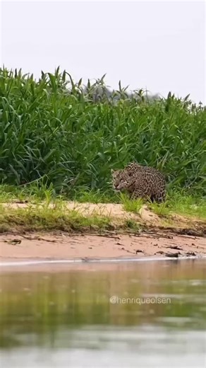 Wildlife Documentary on Instagram: "🌟🐆 Did you know that the majestic jaguar is the largest big cat in the Americas? 🌍✨ These stunning creatures aren’t just known for their beautiful rosette-patterned coats; they are also incredibly powerful, capable of taking down prey far larger than themselves! 💪🏼🥩 Jaguars are primarily found in rainforests, but they can also thrive in savannas and wetlands! 🌾💧 Their incredible strength allows them to crush the shells of turtles and break through the