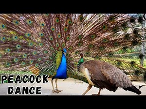Peacock Mating Dance | Nature's Spectacle | Dance Infront of Two Peahens | Srilankan Wildlife