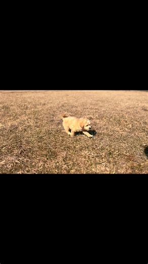 Malti Poo - Maltipoo puppy for sale