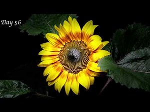 Sunflower - Time Lapse - 4K