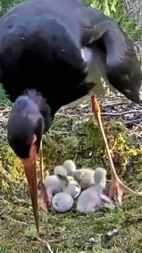 [ E#796 ] - Review bird nest family daily life in their nest | Review mother birds bring food to feed her chicks in the nest!! #reviewbirdnest #birdslover #naturelovers #birdsounds #birdschirping #birdsofinstagram #birdlife #birds #birdswatching #birdsnest #wildbirdsphotography #birdsforest | Bird Plus Nature