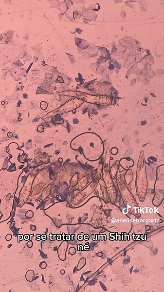Demodex em Cachorro: Diagnóstico e Tratamento | Medicina Veterinária