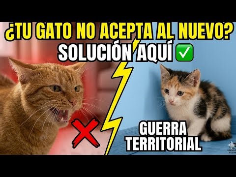 Cómo introducir un segundo gato en casa de forma segura ( una solución completa y confiable).
