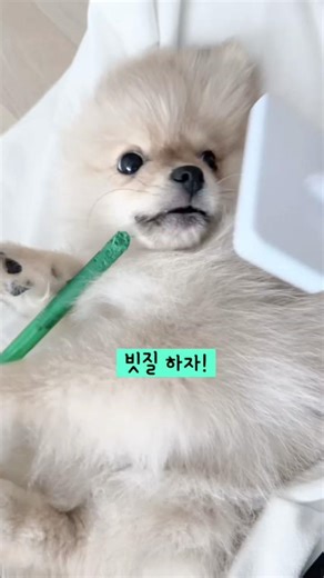 빗질 포근! #아기강아지#강아지입질#포메라니안#아기포메#포메#pomeranian #puppy
