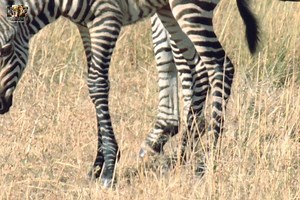 147K views · 4.7K reactions | Zebra - [ हिन्दी डाक्यूमेंट्री ] #nature #zebra #documentary #discovery #wildworlddocumentary | Wild World | Facebook