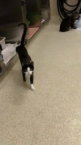 We have lots of cats up for adoption! If you have been waiting to add a furry feline to your family, the perfect time is now! | Kent County Animal Shelter