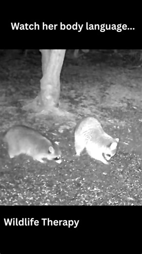 She Yelled at Him 3 Times 😳 Raccoon Pecking Order Explained
