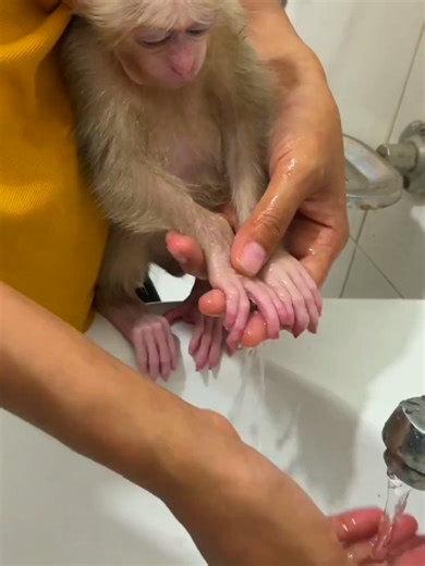 Baby Monkey Enjoys Bath Time After Feeding