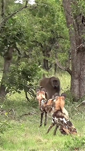 Who will win here?#monkey #god #hunting #hunter #hadzabelife #hadzabetribe #tribe #africantribe #raw