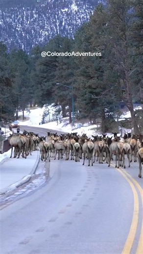 Leading cause of traffic jams in Estes Park Colorado. I don't mind it though! #explore #coloradowildlife #elkherd #wildlifevideography~ #wildlifephotography #viral #trafficjam #adventure #facebookreels #explorepage #elk #wildlifevideos | Frank Bailey