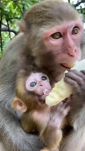 Monkey baby's and mom 😍💖 #monkey #animals #reels #cute #monkeys #baby | Amit Kumar Sahoo