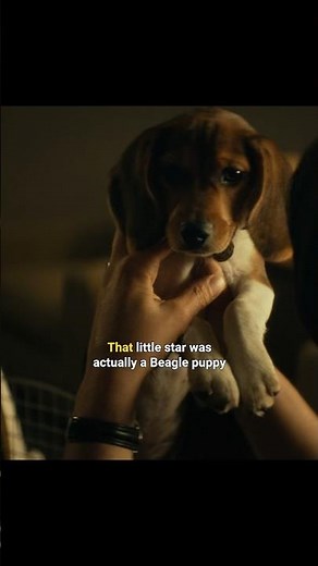 The Real Puppy Behind John Wick’s Heartbreaking Story 💔🐶