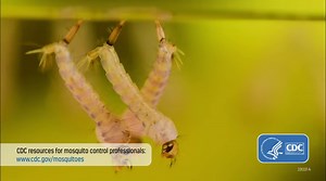 38K views · 111 reactions | Mosquitoes aren’t just a nuisance. They spread germs that can make people sick! Mosquito control professionals work year-round to prevent these tiny pests from causing big problems in your community. You can also take steps to protect yourself and your family from mosquito bites. Find out what mosquito control programs do and ways you can also help control mosquitoes at home and in your community: https://bit.ly/3N9HFPO | CDC | Facebook