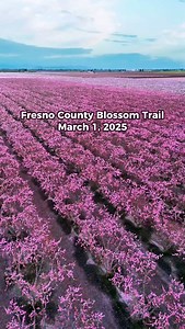 52K views · 4.8K reactions | Saw more blooms yesterday  Fresno...