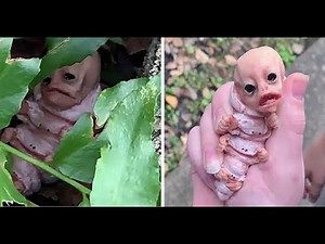 We found a weird alien caterpillar creature in our yard! IS THIS REAL OR FAKE?