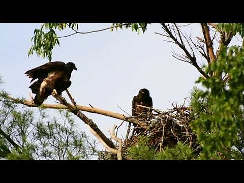 HOW DOES AN EAGLE LEARN TO FLY?