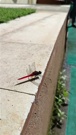 Modern Pathway Architecture Design | Contemporary Landscape Short