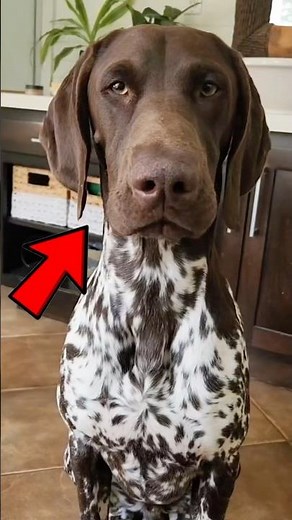 4 Reasons Not To Own German Pointer 😱