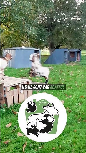 L'élevage tue majoritairement des bébés