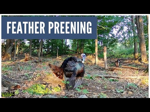 Tom Turkey Preening Wing Feathers (Trail Cam Video)