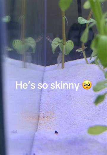 Caring for Pea Puffers in a New Aquarium Setup