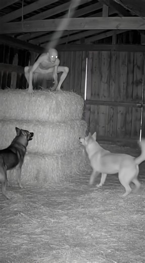 Was worried my dogs found a coyote in the barn. What I saw made me question everything. ​ --- ​ The dark isn’t patient, it’s practiced. ​ Comment “𝗡𝗶𝗴𝗵𝘁𝗺𝗮𝗿𝗲” to claim your 𝗙𝗥𝗘𝗘 𝗕𝗲𝗿𝗸𝗹𝗲𝘆 𝗦𝘁𝗿𝗲𝗲𝘁 𝗣𝗿𝗲𝗾𝘂𝗲𝗹. ​ ​ #HauntedHouse #Paranormal #GhostHunting #BerkleyStreet #GhostStories #Scary #Ghost #ScareStreet #HorrorFan | Scare Street: Scary Stories for Horror Fans