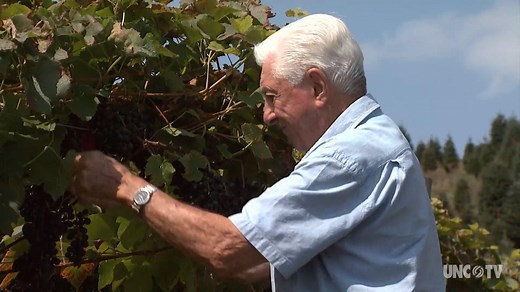 The altitude and unique growing conditions of the vineyard at Linville Falls Winery come through in the flavor of its award-winning wines. | PBS North Carolina