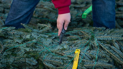 11 places in the Ozarks to get a real Christmas tree this year