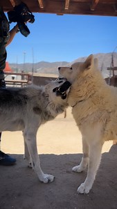 A Selena and Riggs kind of love. 💕 Virtually adopt Selena, Riggs, or any of our pack members and support @apexprotectionproject by: 🐺 clicking the link in our bio 🐺 www.apexprotectionproject.org 🐺 donate through our Venmo or PayPal 🐺 share this post and tag a fellow wolf lover #NOTpets #teamwolf #wolf #wolfsanctuary #apexprotectionproject #wolvesofinstagram #wolfdog #wolfdogsofinstagram #wolfdogcommunity #wolfpack #wolfrescue #rescue #nonprofit #nonprofitorganization #animallovers #animals 