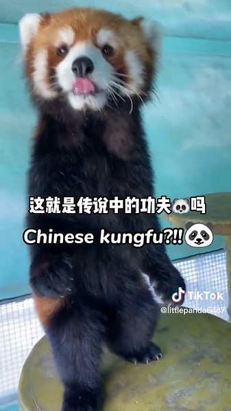 Learn Chinese Kung Fu with Red Panda | CartoonHD