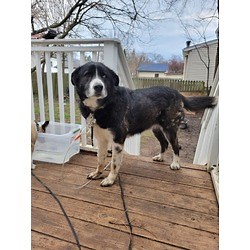 Carpentersville, IL - Great Pyrenees/Border Collie. Meet Kane a Pet for Adoption - AdoptaPet.com