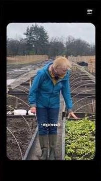 С чего начинается дерево?