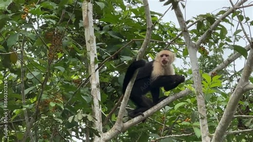 White-faced Capuchin (Cebus capucinus) in a Tree in Costa Rica