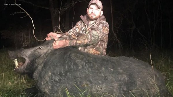 Massive 488 pound feral hog shot, killed in Texas