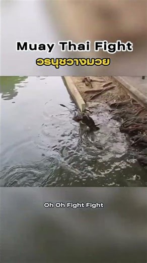 Just a normal day in Thailand... 🇹🇭😵 Muay Thai Monitor Lizards! #funny #Water Monitor