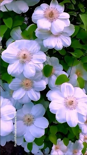 🌺 Amazing Flowers Garden Tour | Nature Lovers Must Watch 4K"