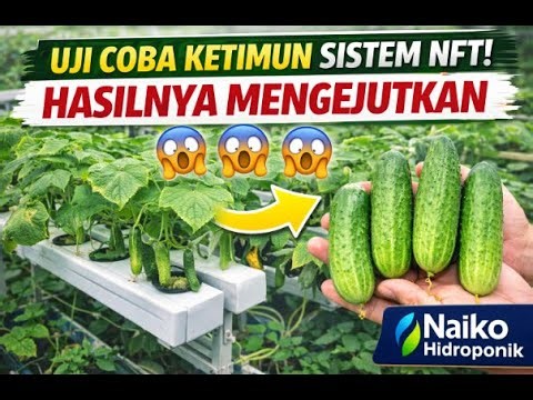 NFT Cucumber Trial! Surprising Results | NaikO Hydroponics