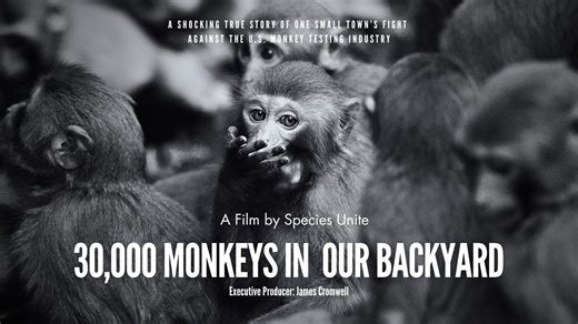 30,000 Monkeys in Our Backyard (Full Documentary)