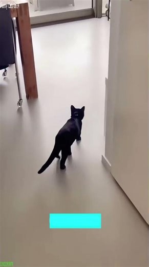 Cute Cats 🐱 #trending 🥰 # Part 3695