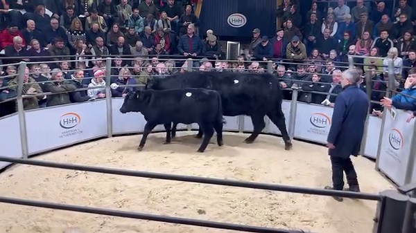 Gretnahouse Aberdeen-Angus Herd Dispersal - Lot 7A - 8,000gns Gretnahouse Evas Honey Z499 (Heifer Calf) | Aberdeen-Angus Cattle Society