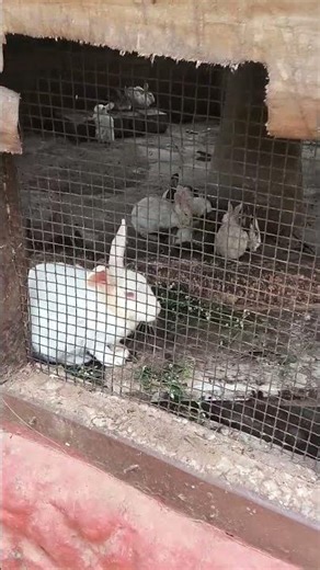 rabbit Future knowledge, Satish k