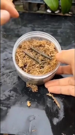 How to Propagate Orchid in Water (from Keiki or Stem Cutting):