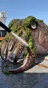 53K views · 902 reactions | Rescuing a giant zebra squid stranded on the shore #rescuing #giant #zebra #squid #stranded #shore #animals #shortsfeed #shorts #teddygenai #short #fbreelsfypシ゚viralfbreelsfypシ゚viral #fbreels2025ツ #fbreelsfypシ゚viralシ #reelschallengereelschallenge #fbpost2025シ #reelsviralシ #fypシ゚viralシ #shortsreels #fbyシvideo #fishing #fishvideo #reels #reelsfacebook #reelsviralシfb #reelsfypシ #shortviral #shortsvideos | Teddy Gen AI | Facebook