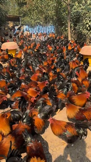 Understanding the basics of chicken farming in a very simple and beginner-friendly way #chicken