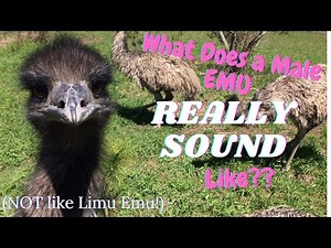 Sound of an emu grunting