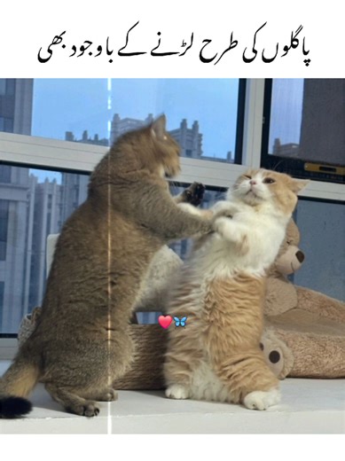 Funniest Moments with Its Emu in TikTok Videos