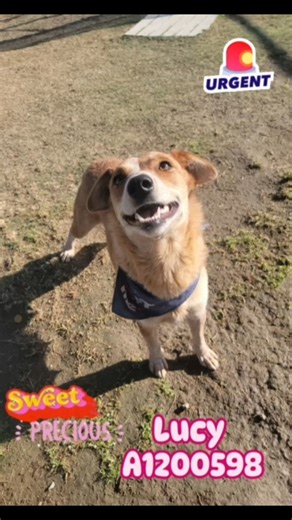 11K views · 822 reactions | LUCY (1200598) *URGENT* 2 years old, 45...