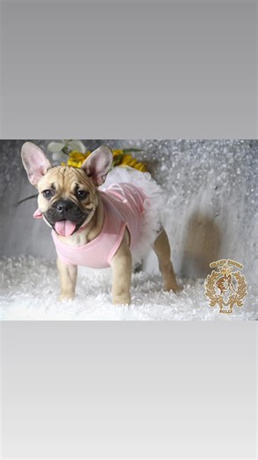 Blue Fawn Frenchie Female 🎀♀️🎀♀️🎀♀️