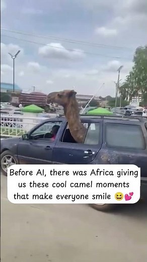Camel Riding A Car Like A Boss! Funniest Animal Video From Africa 😂🐪 - CreatureCops