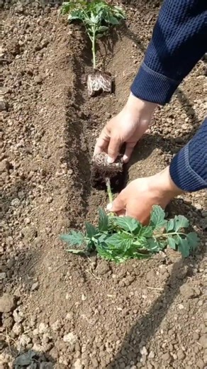 🍅 Πώς φυτεύω τις ντομάτες πλάγια | #ντομάτα #κήπος #κηπουρική